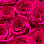 large-20-roses-hot-pink104