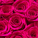 medium-12-roses-hot-pink99