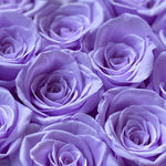 mini-6-roses-lilac113