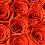 mini-6-roses-orange150