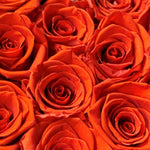 small-8-roses-orange154