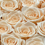 small-8-roses-ivory21