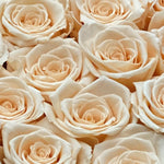 mini-6-roses-ivory238