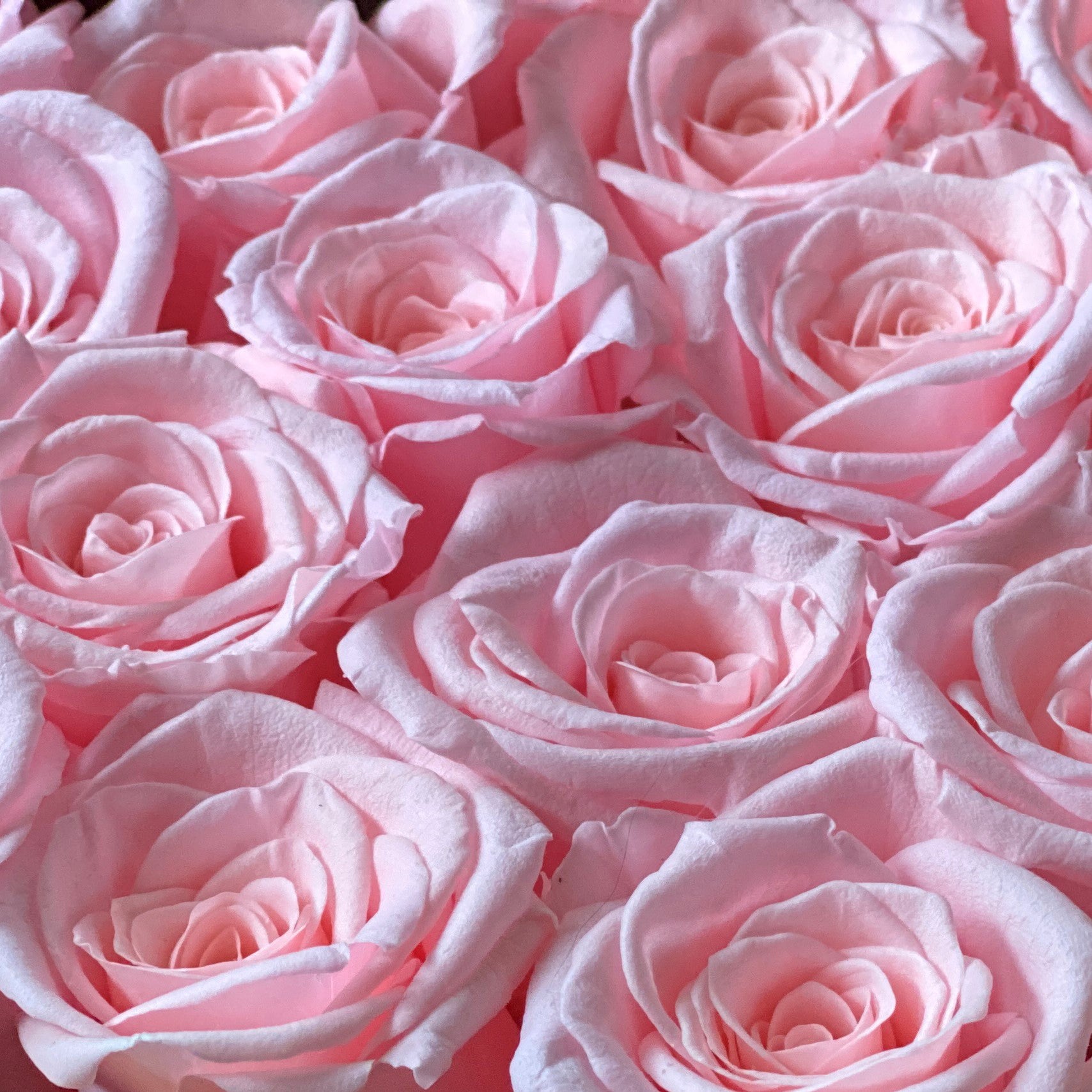Pink Essential Roses Luxury Preserved Light-Pink Real Roses - Small Black Diamond Heart Box ...