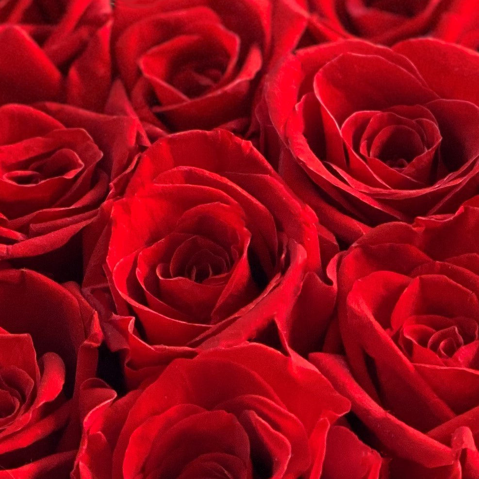 RED ROSE　BEST of Kis-My-Ft2 Perfect Moment - 2 Quart Rose Potted Live Plant – Ma Cherie