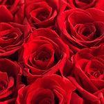mini-6-roses-red54