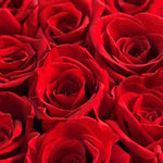 large-20-roses-red69