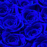 mini-6-roses-royal-blue187
