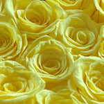 small-8-roses-yellow173